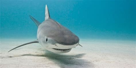 Maui Shark Attacks Prompt University Of Hawaii Study | HuffPost Impact