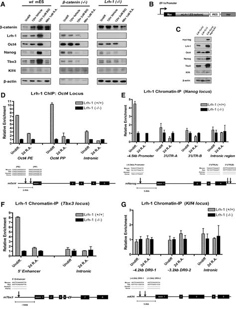 Figure 1 From Embryonic Stem Cellsinduced Pluripotent Stem Cells Canonical Wntb Catenin