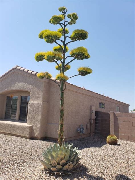 Baby Agave Plant Century Plant Agave Pup Agave Americana Etsy