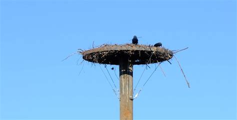 Ooievaar Bouwt Nest Op Kruis Op Begraafplaats Van Muizen Mechelen