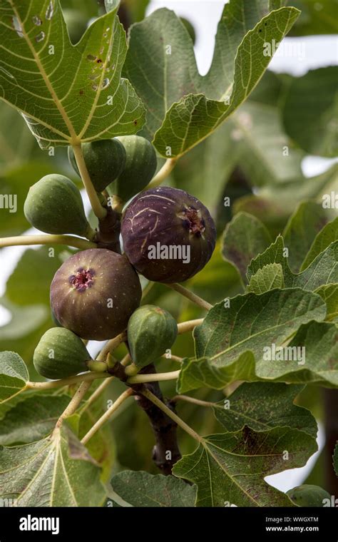 The fig tree fruit Stock Photo - Alamy