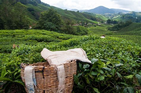 Runaway Photo: Cameron Highlands Tea Country, Malaysia