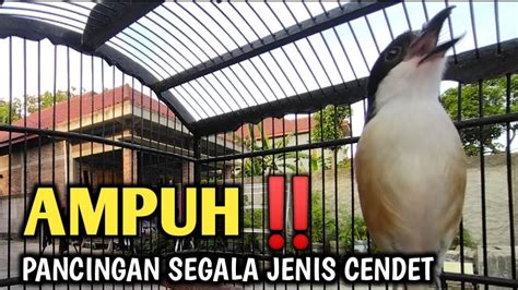 AMPUHsuara Pancingan Untuk Segala Jenis Cendet Cendet Gacor Bongkar