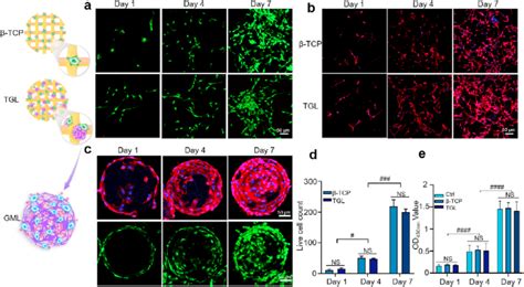 In Vitro Biocompatibility Of 3t3 E1 Cells With The Scaffolds A