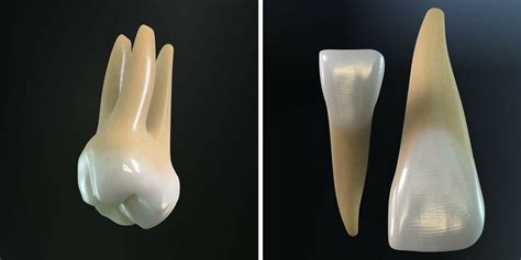 Dentition and Types of Teeth