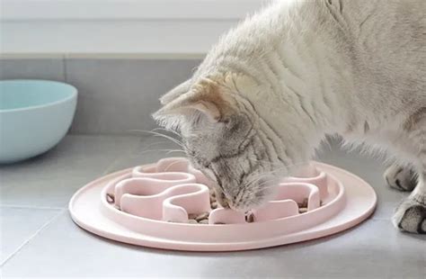 Gamelle Anti Glouton Efficace Pour Chat Manavibe