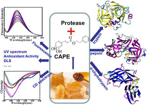 咖啡酸苯乙酯与蛋白酶的相互作用：通过光谱和分子对接方法监测luminescence X Mol