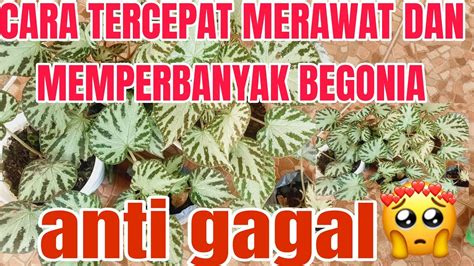 CARA TERCEPAT MERAWAT DAN MEMPERBANYAK BEGONIA ANTI GAGAL YouTube