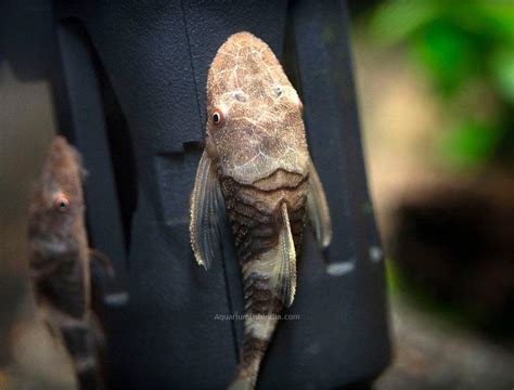 Orange Zebra Robocop Otocinclus Catfish Aquarium Fish India