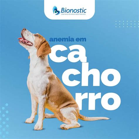 J Ouviu Falar Em Anemia Em Cachorro Bionostic