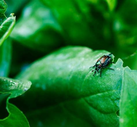 7 Great Plants That Repel Japanese Beetles - My Backyard Life