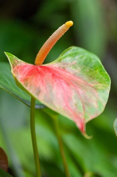 laceleaf  stock photo public domain pictures