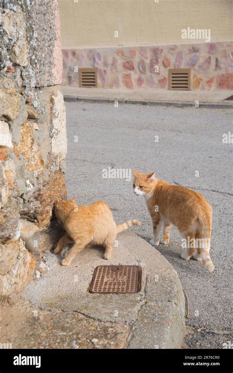 Two Stray Cats Stock Photo Alamy