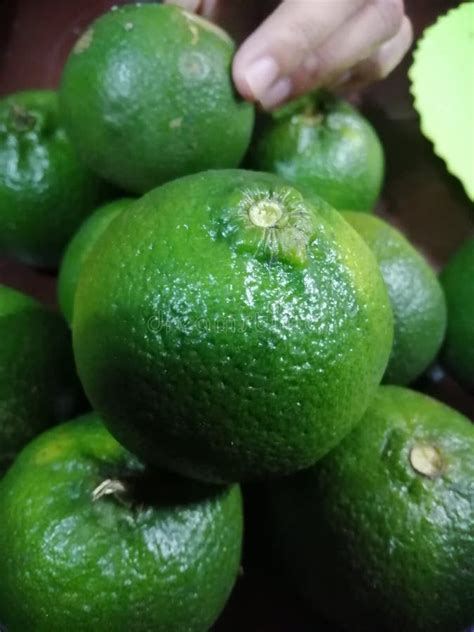 Green Citrus, Dalanghita Fruits Picked Stock Photo - Image of citrus ...