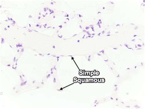 Histology Flashcards | Quizlet