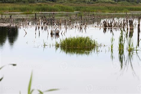 a lake with different plants 9439768 Stock Photo at Vecteezy