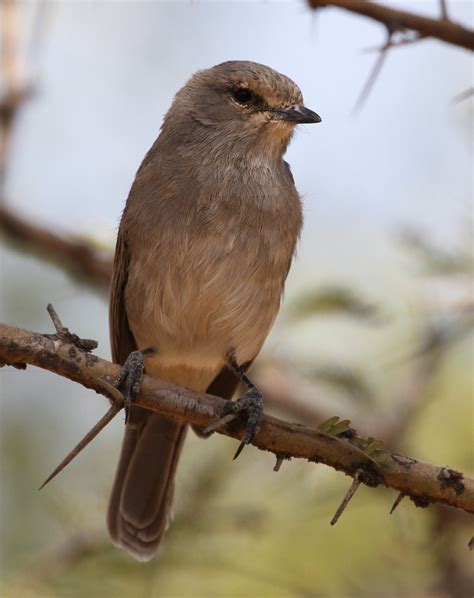 African Grey Flycatcher African Grey Flycatcher Bradornis Flickr