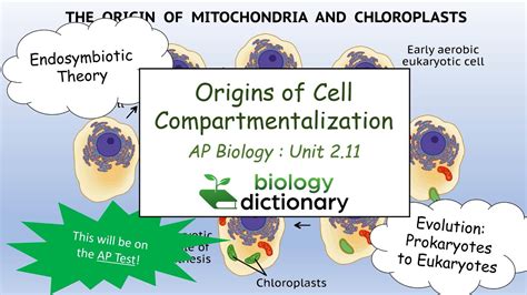 Origins Of Cell Compartmentalization The Endosymbiotic Theory Ap