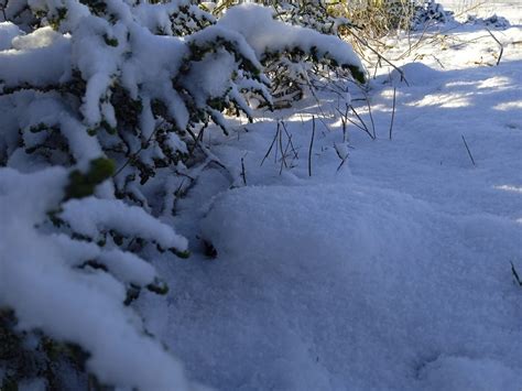 Annaba la neige sur les hauteurs de Seraïdi sorties en famille