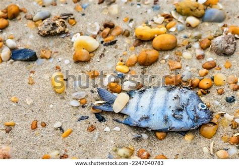 Dead Sea Fish On Beach Stock Photo 2247040783 | Shutterstock