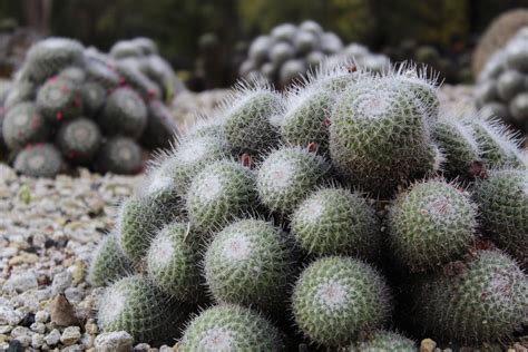 Fotos gratis cactus flor comida Produce botánica jardín flora