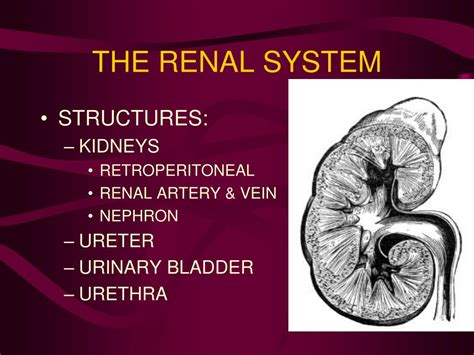 Ppt Urology Powerpoint Presentation Free Download Id 3969473