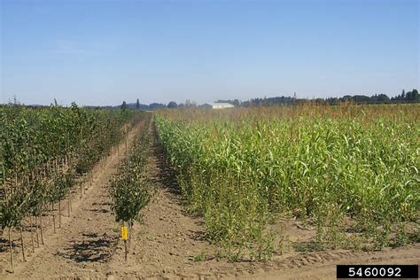 Sorghum Sudangrass Sorghum Bicolor Ssp Drummondii X Bicolor Nees Ex