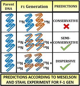 Meselson and Stahl Experiment - Definition, Steps & Conclusion ...