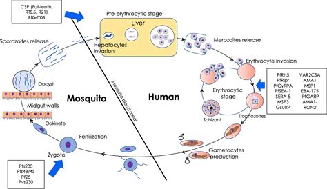 Frontiers Malaria Vaccine Approaches Leveraging Technologies