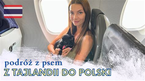 Podr Samolotem Z Psem Z Tajlandii Do Polski Wa Ne Informacje