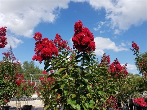 Dynamite Crape Myrtle (Lagerstroemia indica ‘Whit II’) | LAWNS Tree Farm