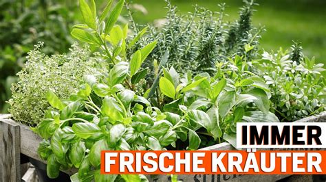 Frische Kräuter aus dem Garten Tipps zur richtigen Ernte YouTube