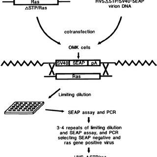 Schematic Diagram To Construct The Recombinant Hvs Containing C Ras Or