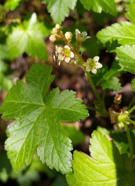 Skunk Currant Awes Agroforestry And Woodlot Extension Society Of