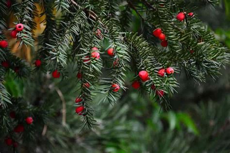Yews.. Choice Evergreens For Landscaping