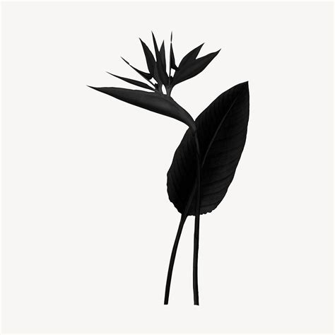 Black bird of paradise plant | Premium Photo - rawpixel