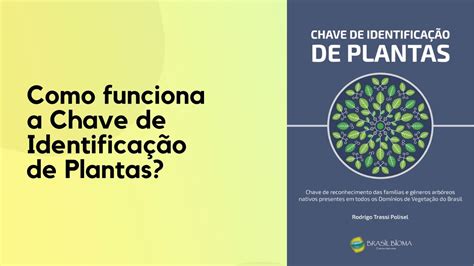 Como Funciona A Chave De IdentificaÇÃo De Plantas Youtube