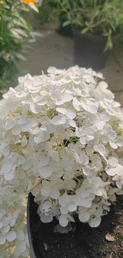 Hydrangea Arborescens Strong Annabelle Hortensja Drzewiasta Strong