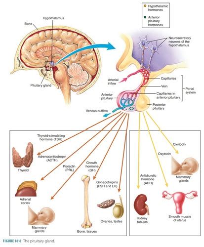 Patho 2 Endocrine Pt1 Pit Thyroid Disorders Flashcards Quizlet