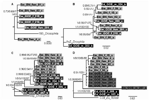 Baysian Trees Of Wolbachia Based On Partial Gene Sequences Isolated