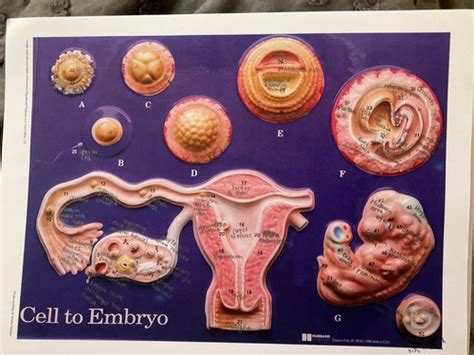 Development Of Embryo Flashcards Quizlet