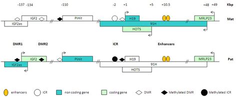 Schematic Representation Of The Transcriptional Complexity At The