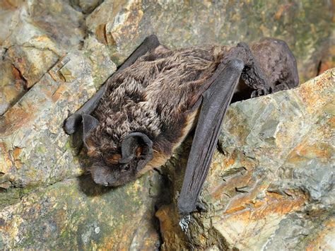 About Little Brown Bats Malinda Rene