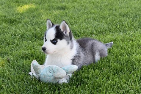 Siberian Husky Puppies For Sale New York Ny