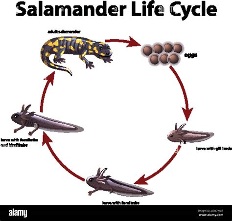 Salamander Illustration Hi Res Stock Photography And Images Alamy