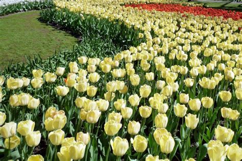 Bed of Tulips stock image. Image of plamt, growth, summer - 9643079