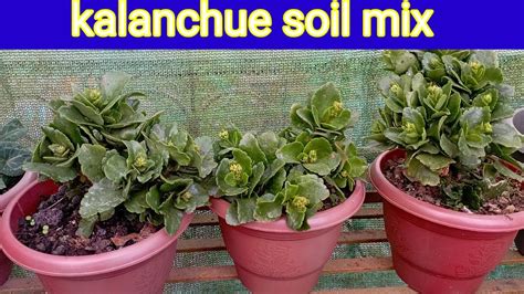 How to repot kalanchoe plants Kalanchoe plants लई कसर repotting कसर