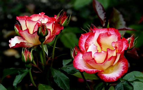 Gratis Billeder Blomst Kronblad Blomster Rose R D Botanik