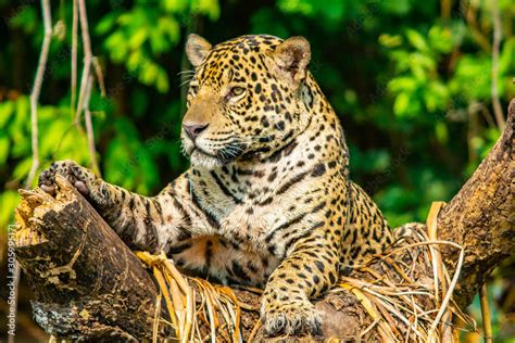 Onça Pintada Nicho Ecologico - Habitat Da Onca Pintada Na Floresta Tropical Hábitat E Nicho