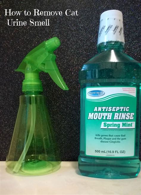 how to get cat urine smell out of house